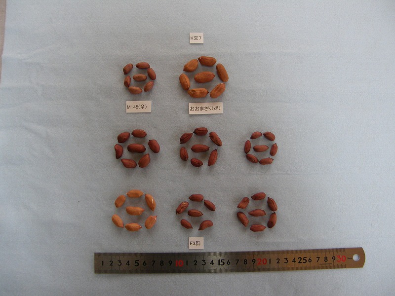 交配組合せと後代1