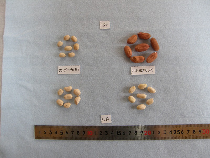 交配組合せと後代2