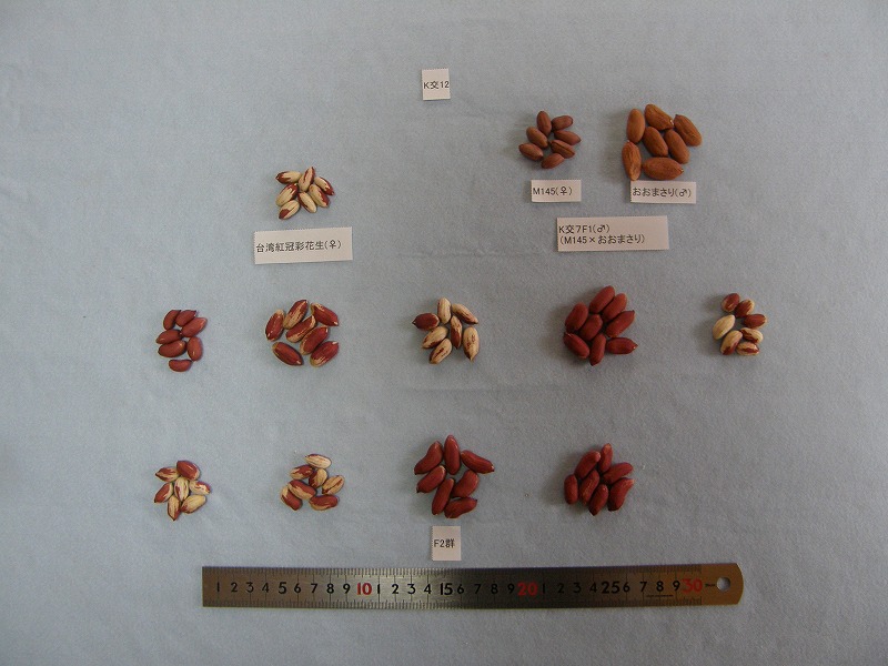 交配組合せと後代4