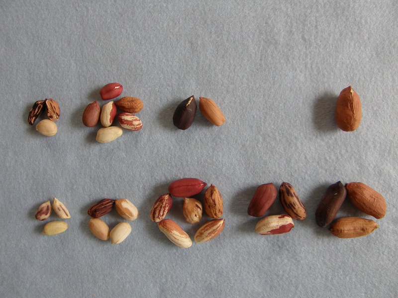 育種で種子特性を改善