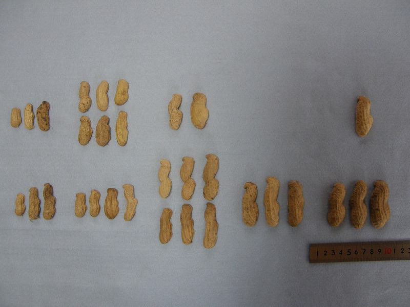 育種で莢特性を改善